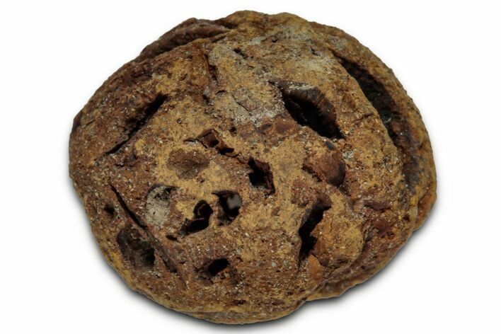 Fossil Pine Cone (Metasequoia) - Montana #352452